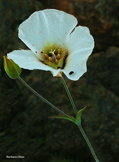 Howell's Mariposa Lily
