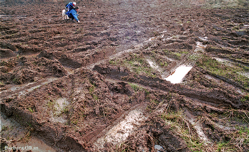 Mud bogging permanently damaged Days Gulch Botanical Area