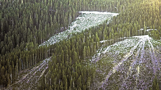 Past logging left deep skid trails on steep slopes.