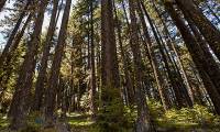 Recommended Cascade-Siskiyou National Monument expansion to be logged